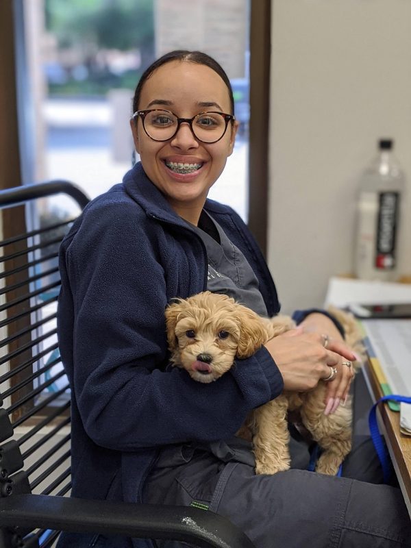 Veterinary Mastery Program