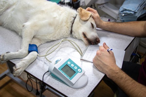 Veterinary Basics